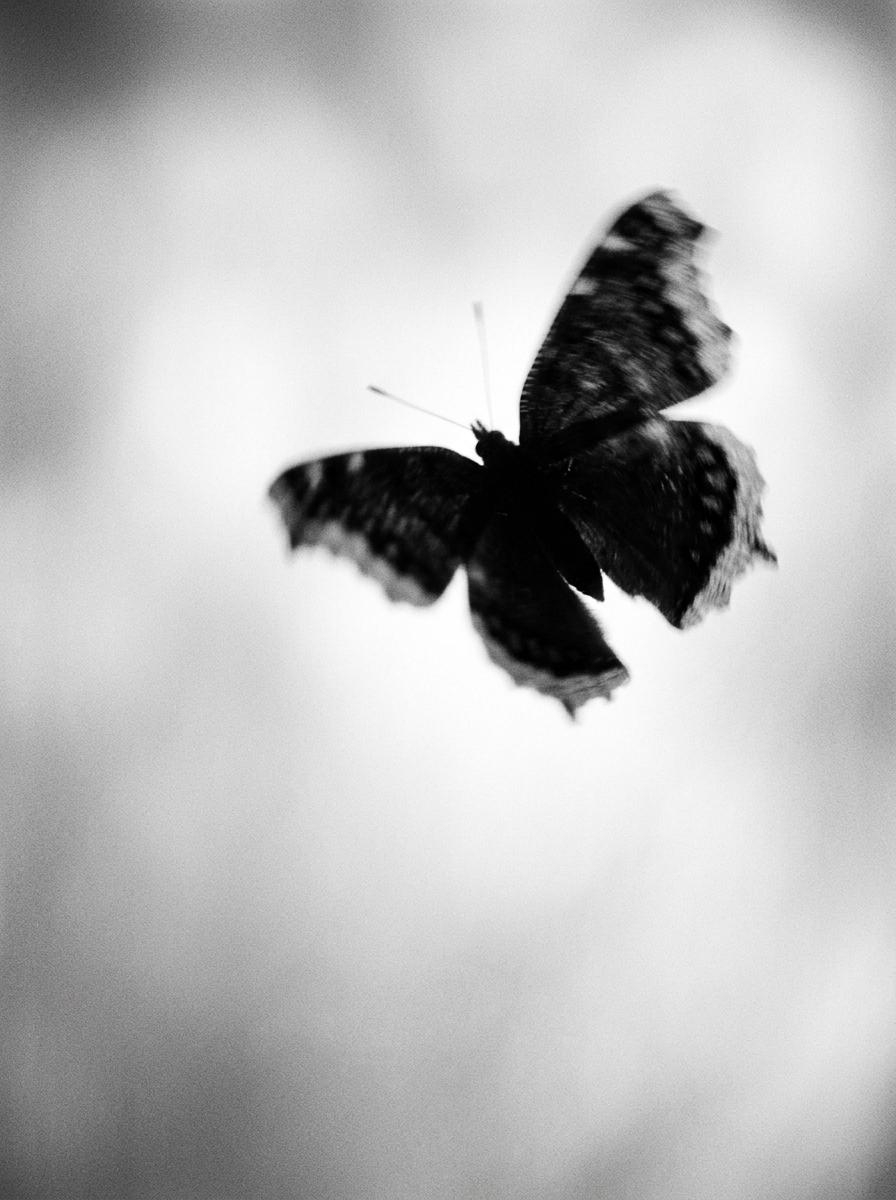 Editorial Motion Blurred Butterfly